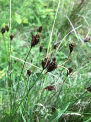 Schoenus nigricans