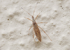 Berytinus montivagus