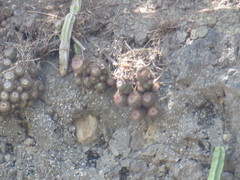 Mammillaria scrippsiana