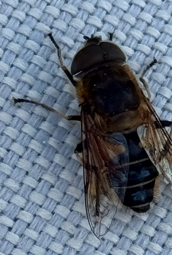 Eristalis similis