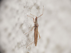 Berytinus montivagus