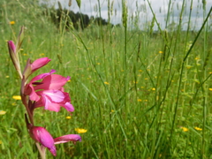 Gladiolus illyricus illyricus