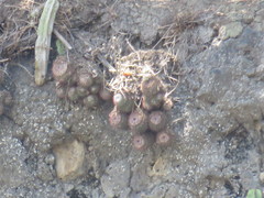 Mammillaria scrippsiana
