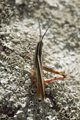 Texas Mermiria