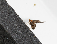 Trypetisoma sticticum