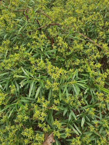 Hypericum densiflorum, photograph 3