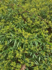 (c) ritirene, some rights reserved (CC BY) Hypericum densiflorum, photograph (c) ritirene, some rights reserved (CC BY)