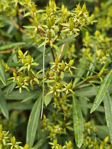 Hypericum densiflorum, photograph 4
