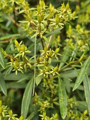(c) ritirene, some rights reserved (CC BY) Hypericum densiflorum, photograph (c) ritirene, some rights reserved (CC BY)