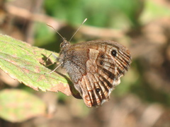 Paramacera xicaque xicaque