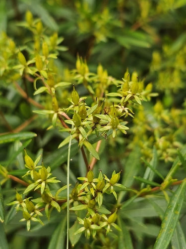 Hypericum densiflorum, photograph 5