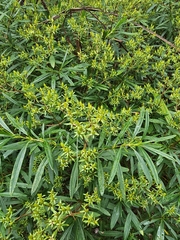 Hypericum densiflorum, photograph (c) ritirene, some rights reserved (CC BY)