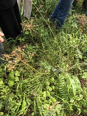 Peucedanum morisonii