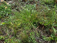 Carex subbracteata