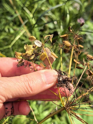 Peucedanum morisonii, photograph 2