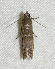 Eurythmia angulella