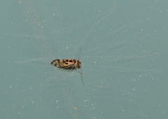 Graphopsocus