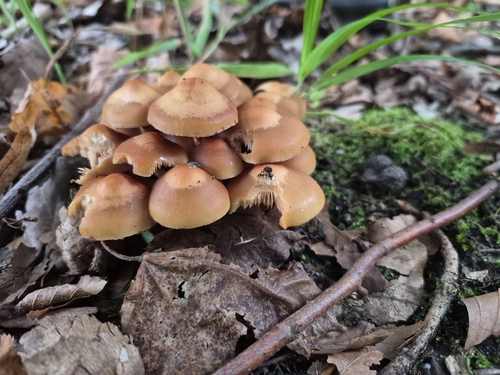 Sheathed Woodtuft