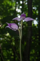 Cephalanthera rubra, photograph (c) Nicholas Wei, some rights reserved (CC BY-SA)