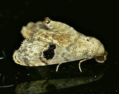 Abablemma duomaculata