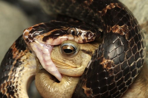 Red-banded Snake, Hualien, TW-TA, TW, photo 8 of 10