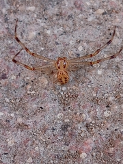Thomisidae