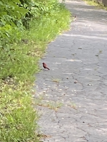 Northern Cardinal photographed in Kansas