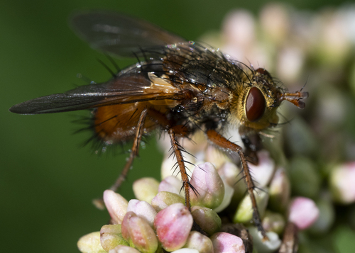 Common Tachinid