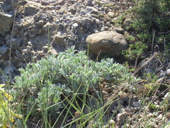 Astragalus arnacantha
