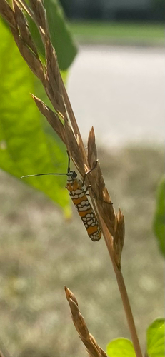 Ailanthus Webworm Moth