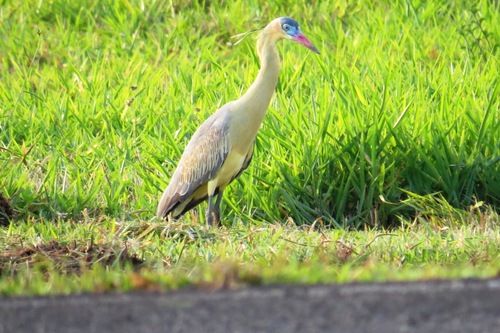 Whistling Heron
