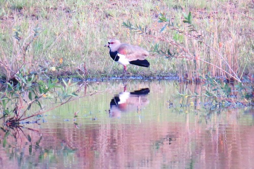 Southern Lapwing