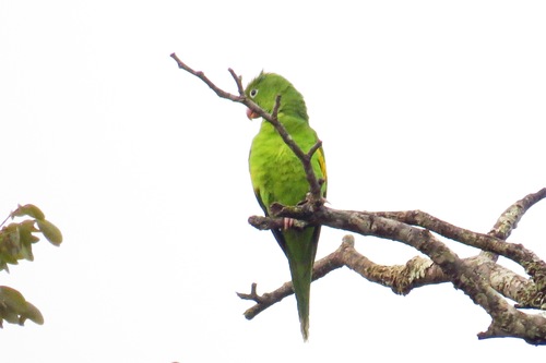 Yellow-chevroned Parakeet