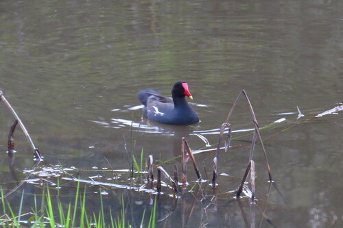 Common Gallinule