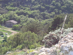 Astragalus arnacantha