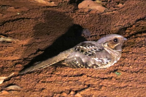 Common Pauraque