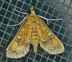 Niphograpta albiguttalis
