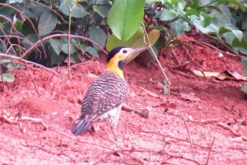 Campo Flicker