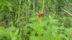 Stachytarpheta sessilis