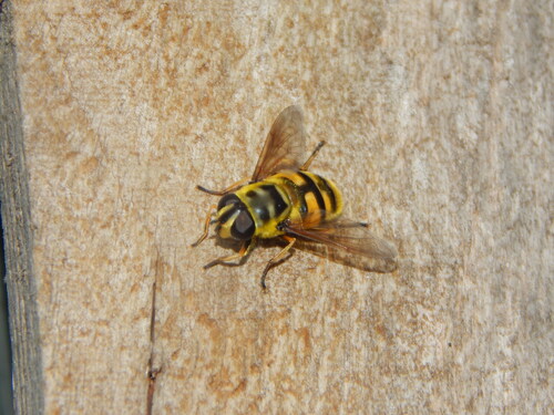 Yellow-haired Sun Fly