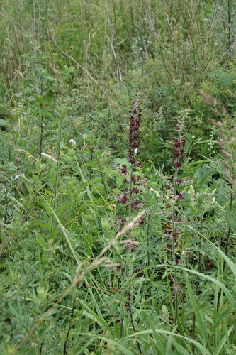 Veratrum nigrum, photograph 4