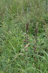 Veratrum nigrum, photograph (c) Oleg Kosterin, some rights reserved (CC BY)