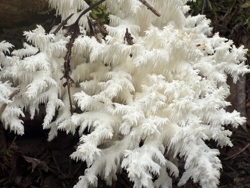 Coral tooth fungus