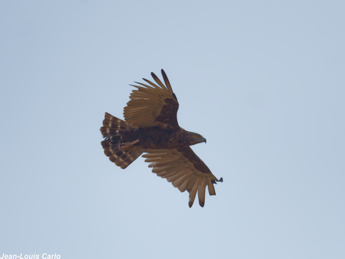 Brown Snake-Eagle
