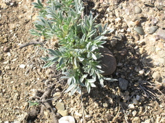 Astragalus arnacantha