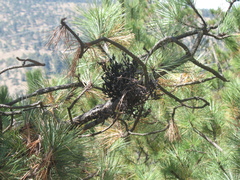 Arceuthobium vaginatum