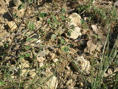 Cotoneaster tauricus