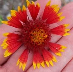 Gaillardia pulchella