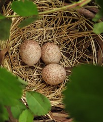 Pipilo erythrophthalmus