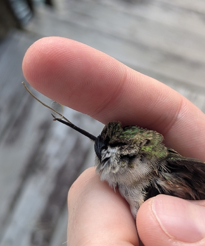 Ruby-throated Hummingbird